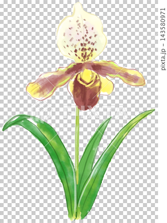 A hand-painted watercolor illustration of blooming Paphioderum flowers. A hand-painted watercolor illustration of blooming Paphioderum flowers. 143580971