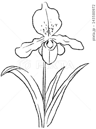 咲き誇るパフィオディラムの花の手描きの線画イラスト 143580972