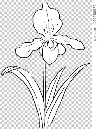 咲き誇るパフィオディラムの花の手描きの線画イラスト 143580972