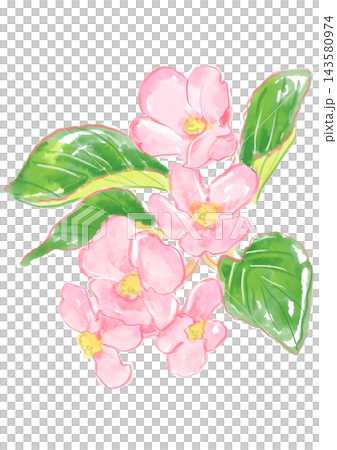 一幅手繪水彩插圖，描繪了盛開的秋海棠花。 143580974