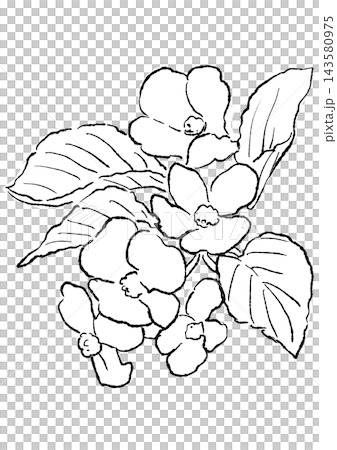 A hand-drawn line art illustration of begonia flowers in full bloom. A hand-drawn line art illustration of begonia flowers in full bloom. 143580975