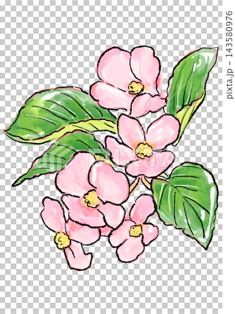 Hand-drawn line art and watercolor illustrations of blooming begonia flowers Hand-drawn line art and watercolor illustrations of blooming begonia flowers 143580976