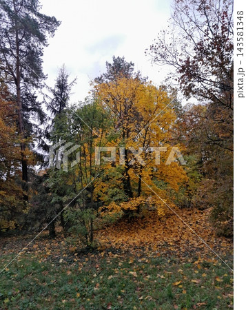 Majestic Autumn Trees with Golden Foliage Along a Park Path 143581348