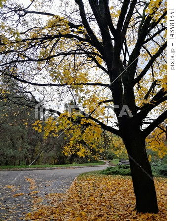 Majestic Autumn Trees with Golden Foliage Along a Park Path 143581351