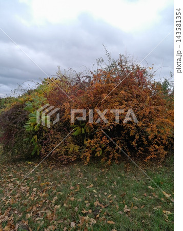 Majestic Autumn Trees with Golden Foliage Along a Park Path Majestic Autumn Trees with Golden Foliage Along a Park Path 143581354