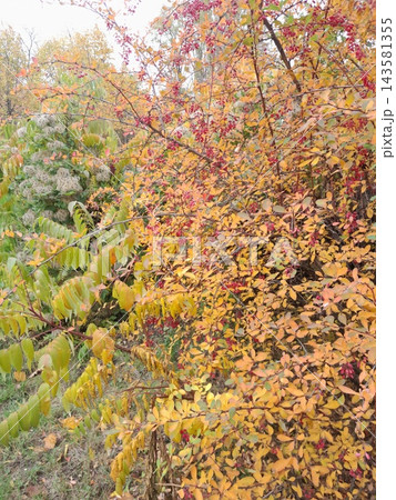 Majestic Autumn Trees with Golden Foliage Along a Park Path Majestic Autumn Trees with Golden Foliage Along a Park Path 143581355
