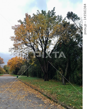 Majestic Autumn Trees with Golden Foliage Along a Park Path 143581364