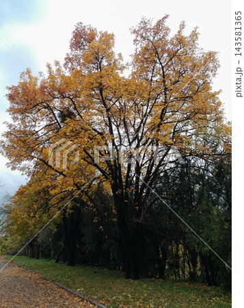Majestic Autumn Trees with Golden Foliage Along a Park Path 143581365