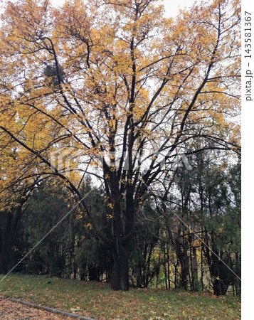 Majestic Autumn Trees with Golden Foliage Along a Park Path 143581367