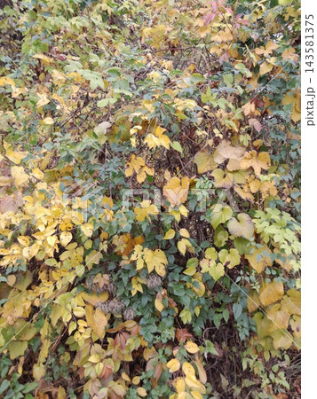 Majestic Autumn Trees with Golden Foliage Along a Park Path 143581375