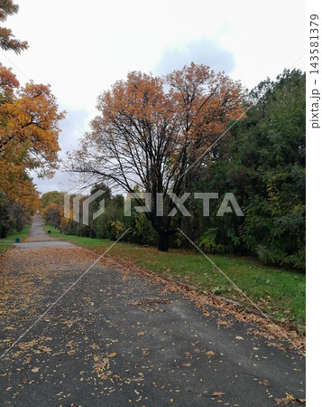 Majestic Autumn Trees with Golden Foliage Along a Park Path Majestic Autumn Trees with Golden Foliage Along a Park Path 143581379