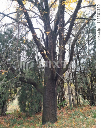Majestic Autumn Trees with Golden Foliage Along a Park Path 143581380
