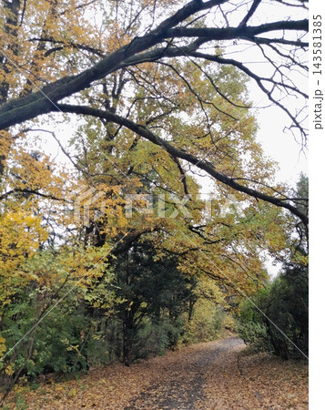 Majestic Autumn Trees with Golden Foliage Along a Park Path Majestic Autumn Trees with Golden Foliage Along a Park Path 143581385