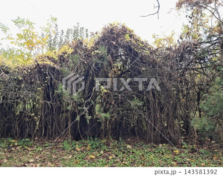 Majestic Autumn Trees with Golden Foliage Along a Park Path 143581392