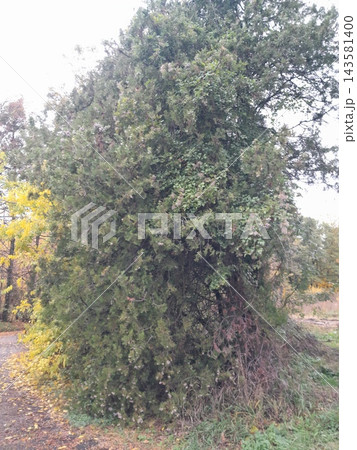 Majestic Autumn Trees with Golden Foliage Along a Park Path Majestic Autumn Trees with Golden Foliage Along a Park Path 143581400
