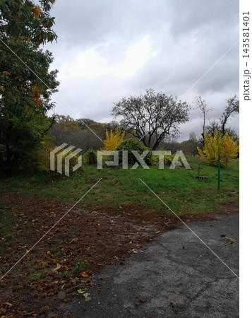Majestic Autumn Trees with Golden Foliage Along a Park Path 143581401