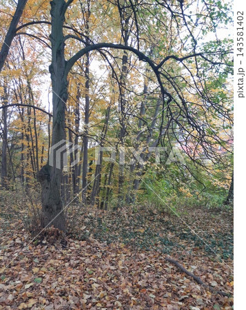 Majestic Autumn Trees with Golden Foliage Along a Park Path Majestic Autumn Trees with Golden Foliage Along a Park Path 143581402