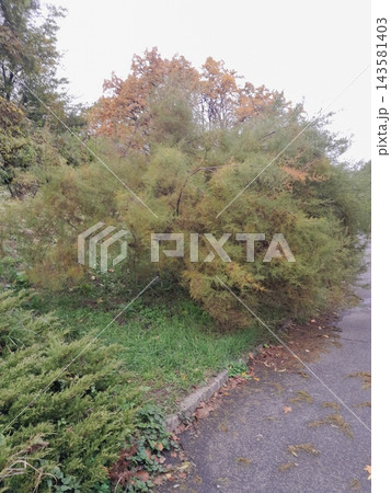 Majestic Autumn Trees with Golden Foliage Along a Park Path Majestic Autumn Trees with Golden Foliage Along a Park Path 143581403