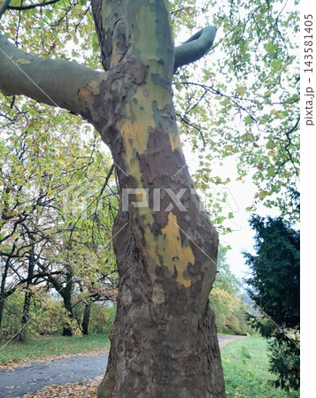 Close-Up of Rough Tree Bark and Cracked Branch Texture 143581405