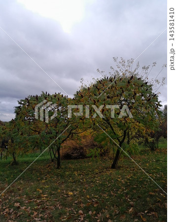 Autumn Staghorn Sumac Tree with Red Cone-Shaped Fruit Clusters Autumn Staghorn Sumac Tree with Red Cone-Shaped Fruit Clusters 143581410