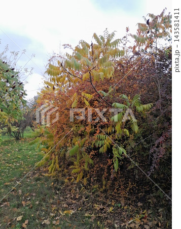 Autumn Staghorn Sumac Tree with Red Cone-Shaped Fruit Clusters Autumn Staghorn Sumac Tree with Red Cone-Shaped Fruit Clusters 143581411