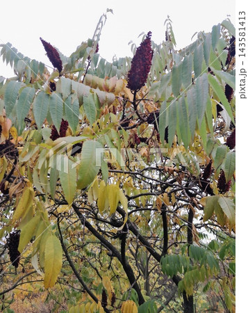 Autumn Staghorn Sumac Tree with Red Cone-Shaped Fruit Clusters Autumn Staghorn Sumac Tree with Red Cone-Shaped Fruit Clusters 143581413