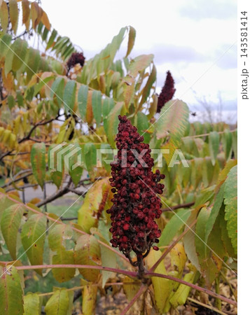 Autumn Staghorn Sumac Tree with Red Cone-Shaped Fruit Clusters 143581414