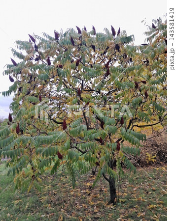 Autumn Staghorn Sumac Tree with Red Cone-Shaped Fruit Clusters Autumn Staghorn Sumac Tree with Red Cone-Shaped Fruit Clusters 143581419
