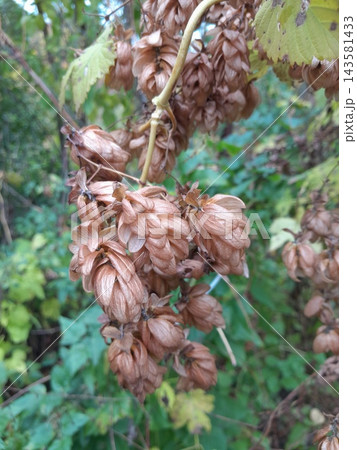 Dried Hop Cones Hanging on Vine in Autumn Garden 143581433