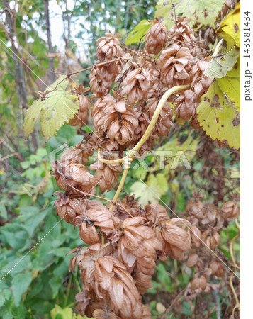 Dried Hop Cones Hanging on Vine in Autumn Garden 143581434