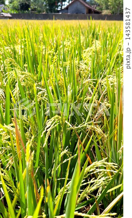 Mature rice plants fill sunlit paddy, heavy grain panicles signaling harvest abundance. Green stalks crowd field beside rural homes, linking local crop production with food security and staple supply. Mature rice plants fill sunlit paddy, heavy grain panicles signaling harvest abundance. Green stalks crowd field beside rural homes, linking local crop production with food security and staple supply. 143581437