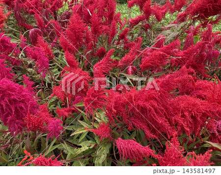 Lush Red Celosia Cockscomb Flower Bush 143581497