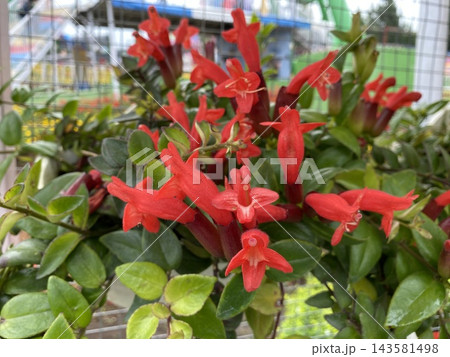 Red Creeping Lipstick Plant or Aeschynanthus 143581498