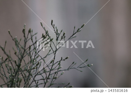 Close up of delicate wild plant buds. Beautiful background. 143581616