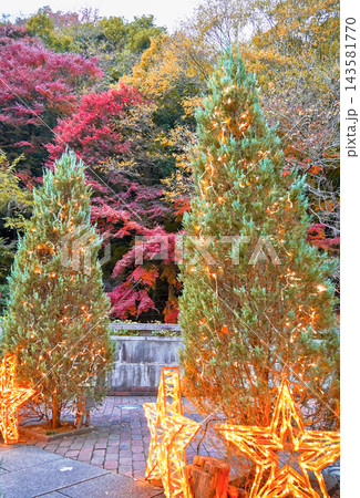 神戸 布引ハーブ園 クリスマス イルミネーション 紅葉 143581770