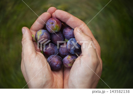 Hands holding fruit. Plum picking. Hands holding fruit. Plum picking. 143582138