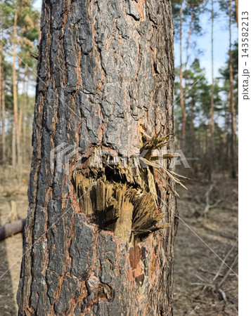 Conifer woodland affected by blast damage and shrapnel strikes, illustrating how military events transform natural environments Conifer woodland affected by blast damage and shrapnel strikes, illustrating how military events transform natural environments 143582213