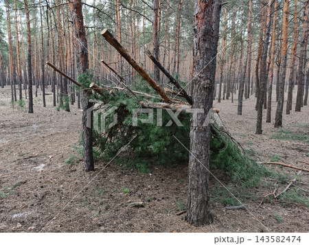 Wooden shelter formed from branches in a coniferous landscape, illustrating practical use of natural forest resources 143582474