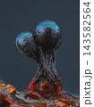 Wasp's Nest Slime Mold - Metatrichia vesparia 143582564