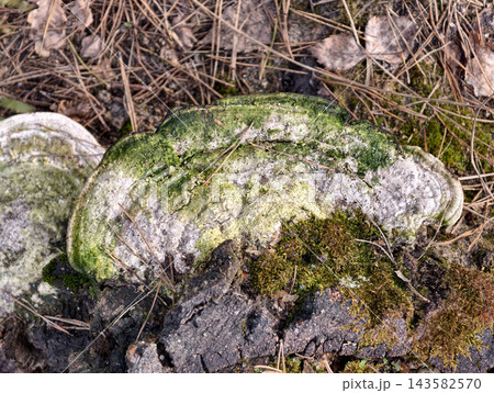 Parasitic fungi flourish on a decaying forest stump highlighting natural woodland decay Parasitic fungi flourish on a decaying forest stump highlighting natural woodland decay 143582570