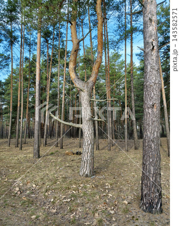 Coniferous trees in a forest with a single tree shaped like a slingshot standing out among the pines 143582571