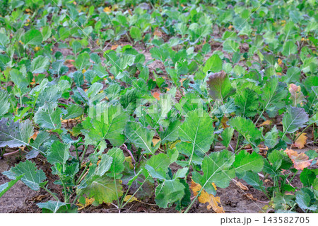 Young green rape plant grows in rich soil on agricultural field after cereal harvest. Soil quality improvement, cover crop farming, and sustainable agricultural practices Young green rape plant grows in rich soil on agricultural field after cereal harvest. Soil quality improvement, cover crop farming, and sustainable agricultural practices 143582705