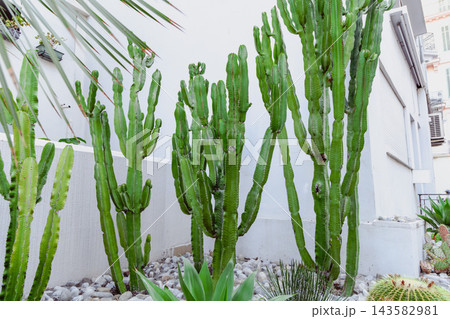 Green cactus plants in Mediterranean courtyard garden. Green cactus plants in Mediterranean courtyard garden. 143582981