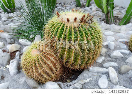 Golden barrel cacti in Mediterranean rock garden. Golden barrel cacti in Mediterranean rock garden. 143582987