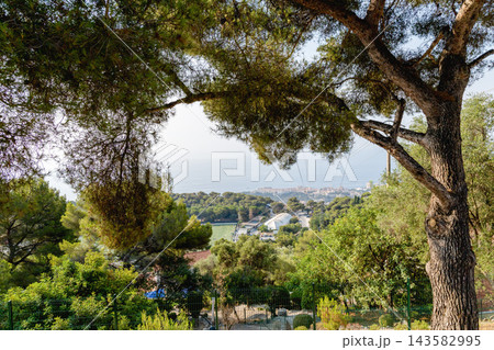 French Riviera coastline viewed through Mediterranean pine trees. French Riviera coastline viewed through Mediterranean pine trees. 143582995