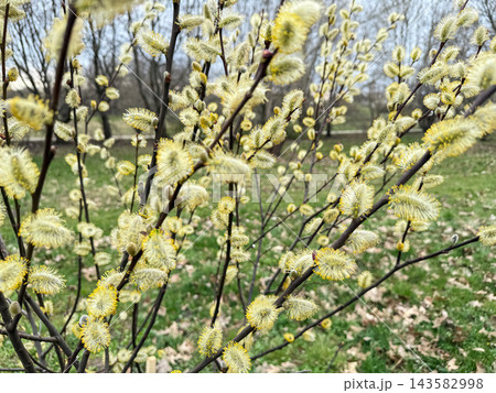 Willow branches with spring blossoms in nature. Willow branches with spring blossoms in nature. 143582998