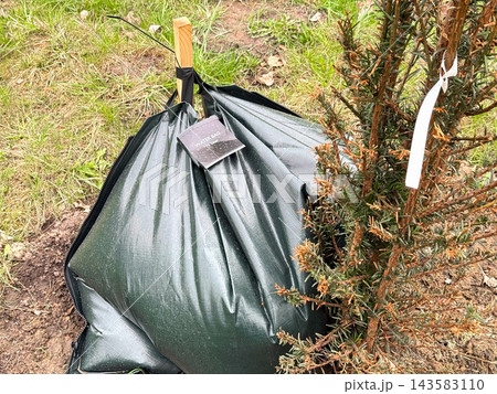 Tree planting with irrigation bags in park. 143583110