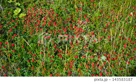Close up of wild red berries growing in green vegetation in Karelia, Russia. Top view of fresh forest fruit and grass. Natural botanical background texture 143583187