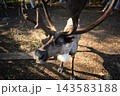 Close up portrait of a curious reindeer with large velvety antlers looking at the camera in Karelia, Russia. Funny wide angle face of a brown deer in a dirt enclosure 143583188