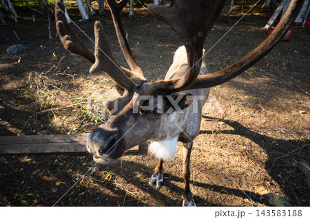 Close up portrait of a curious reindeer with large velvety antlers looking at the camera in Karelia, Russia. Funny wide angle face of a brown deer in a dirt enclosure Close up portrait of a curious reindeer with large velvety antlers looking at the camera in Karelia, Russia. Funny wide angle face of a brown deer in a dirt enclosure 143583188